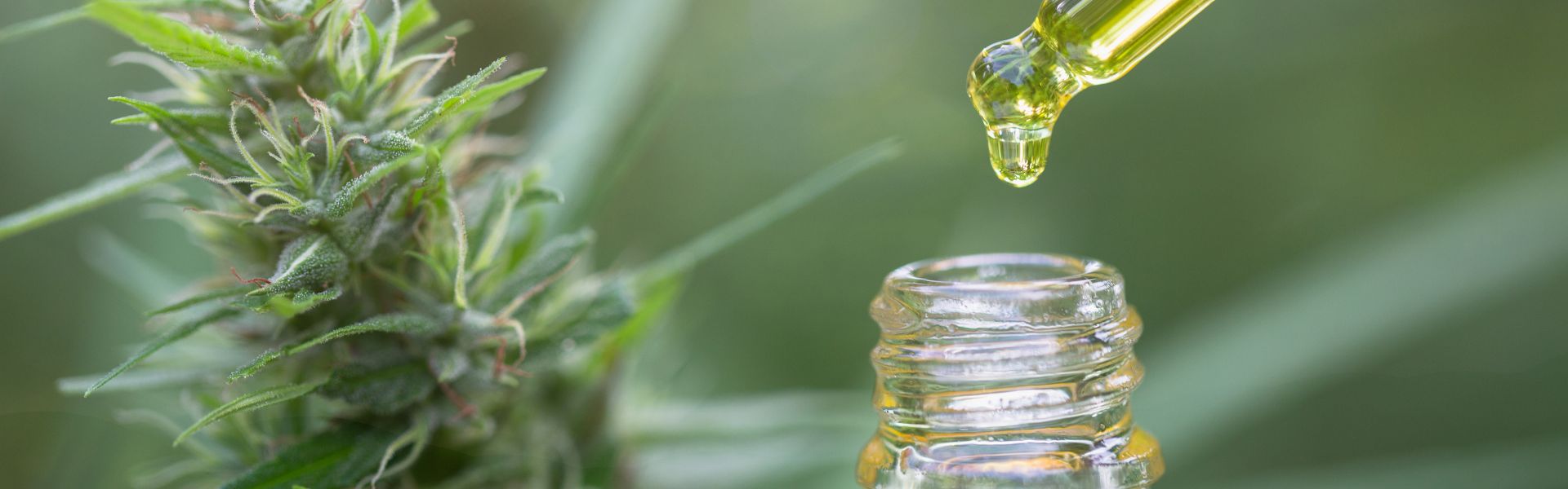 CBD Andropause